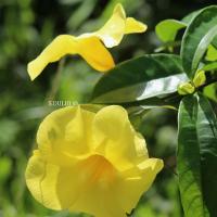 Allamanda jaune 