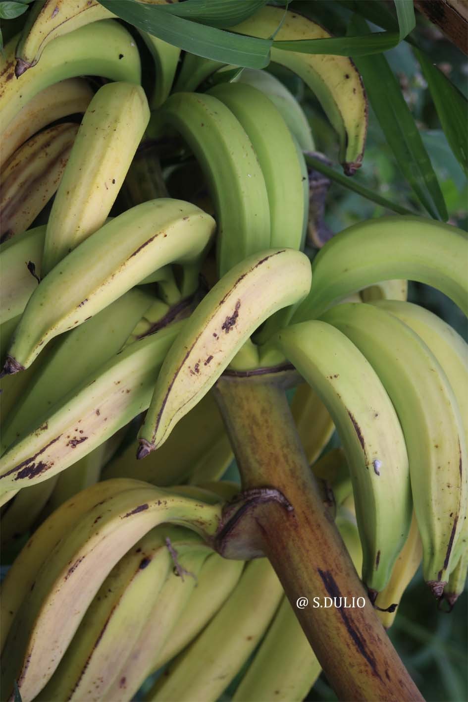 Banane plantain 