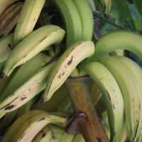 Banane plantain 