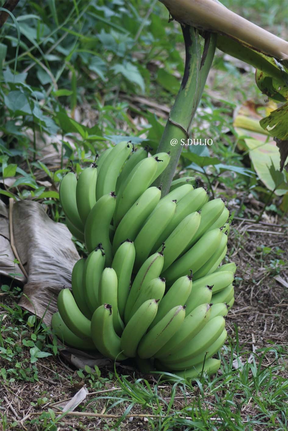 Banane ti nain 