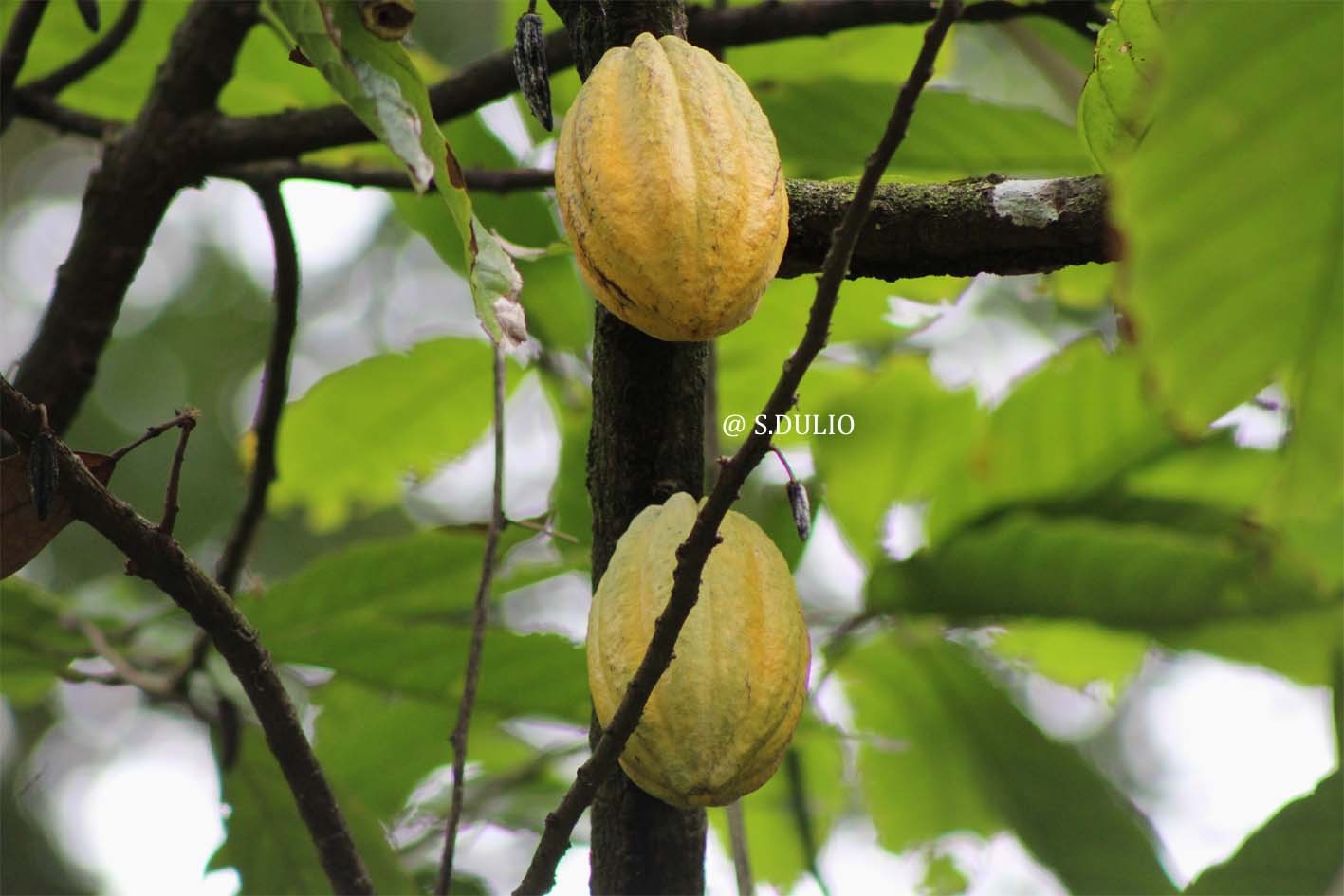 Cacao 