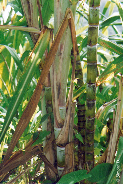 Canne à sucre