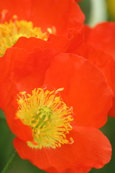 Coquelicot