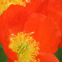 Coquelicot
