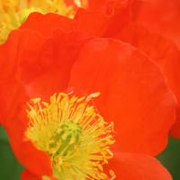 Coquelicot