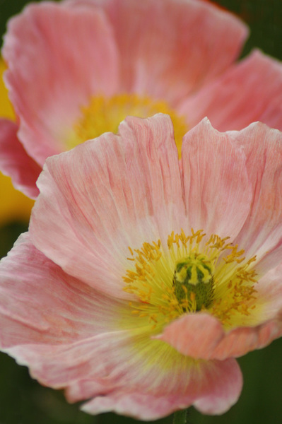 Coquelicot