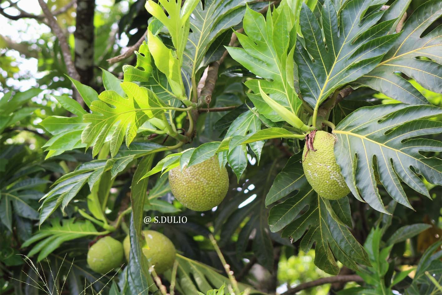 Fruits à pain