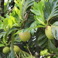 Fruits à pain