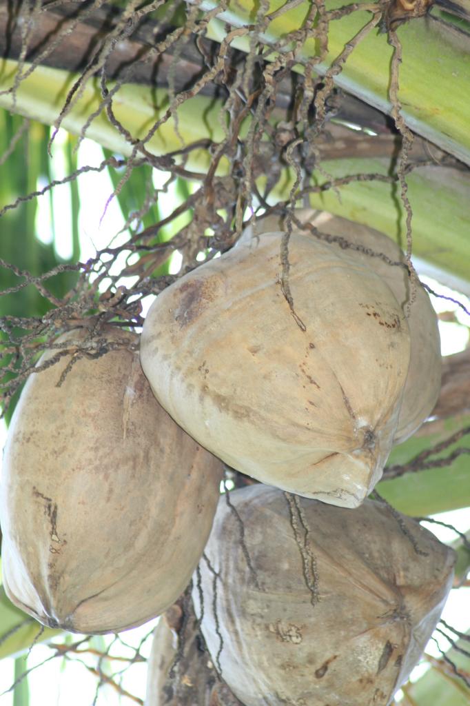 Noix de coco