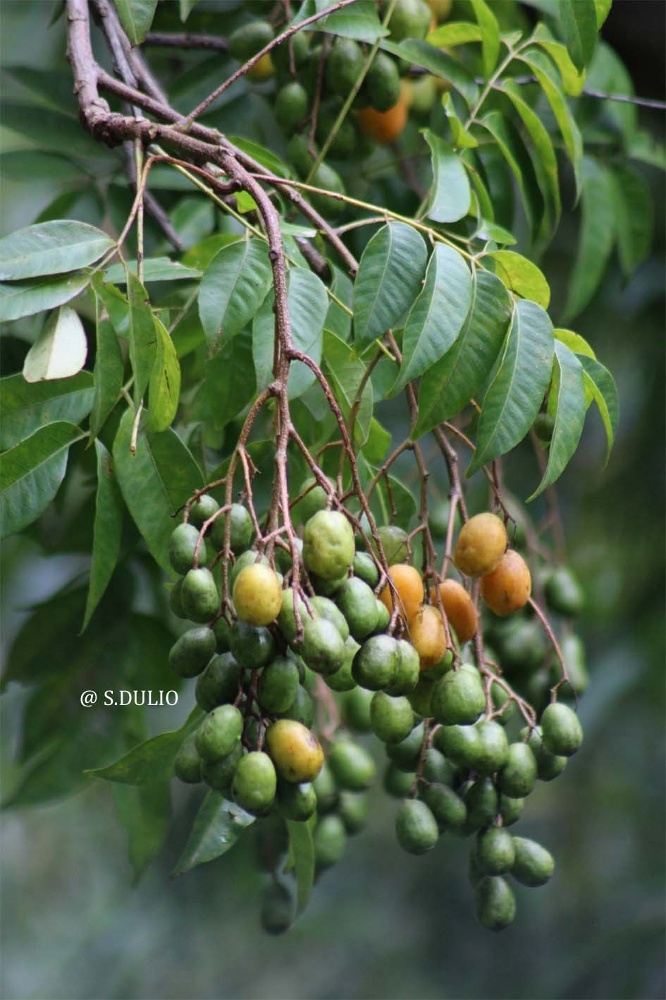 Prune de cythere 