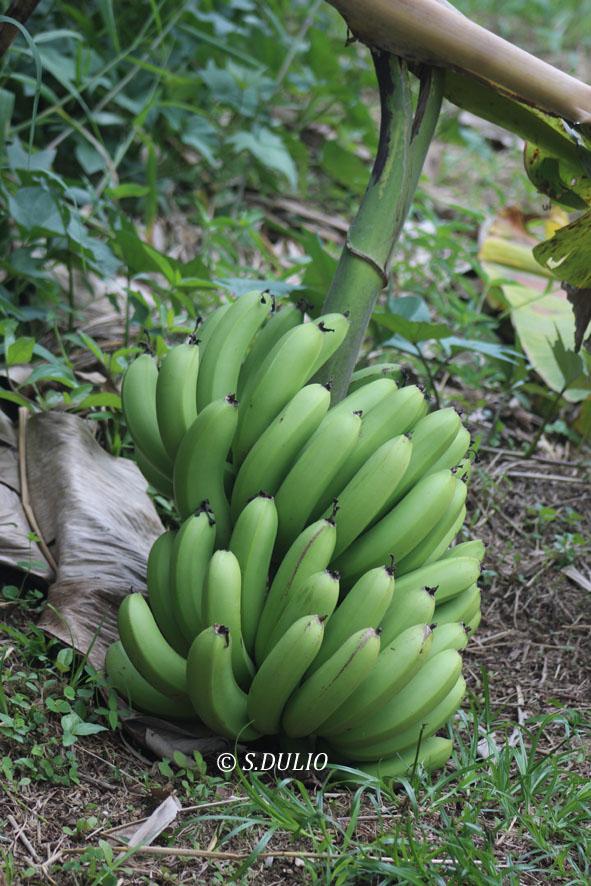 Banane verte 1