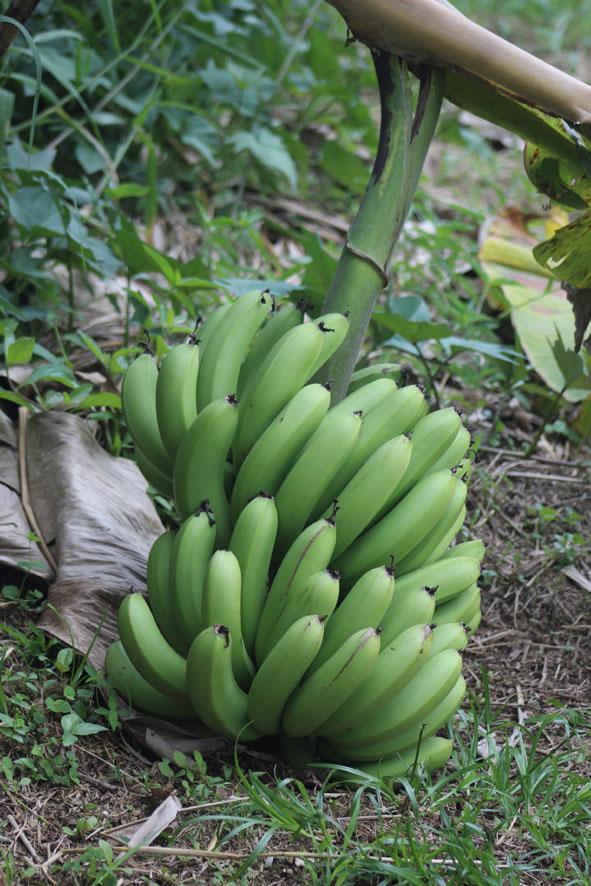 Banane verte