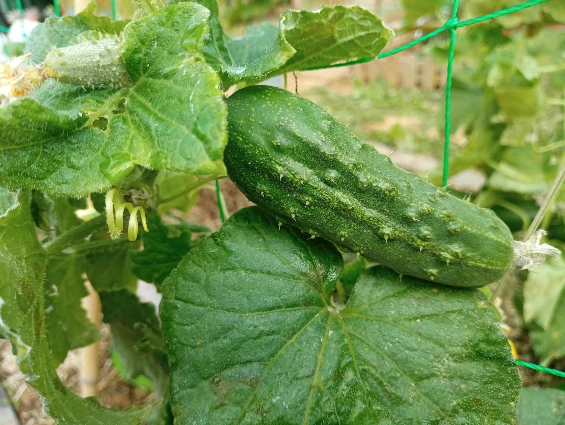 Cornichon 2